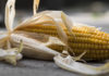 Mais und das Geheimnis der Nixtamalisation